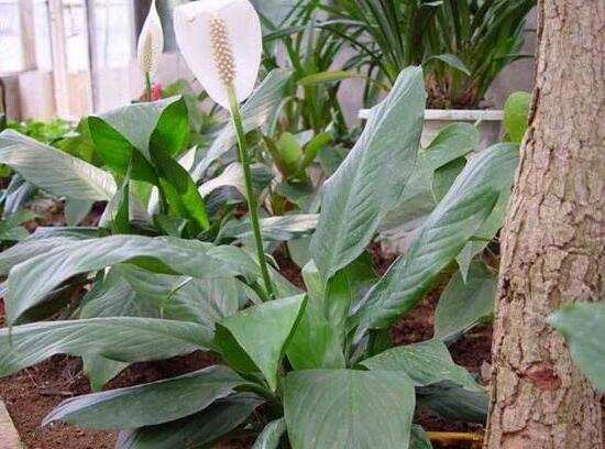 一帆風(fēng)順澆什么水好，澆淘米水、池塘水使枝葉青翠碧綠