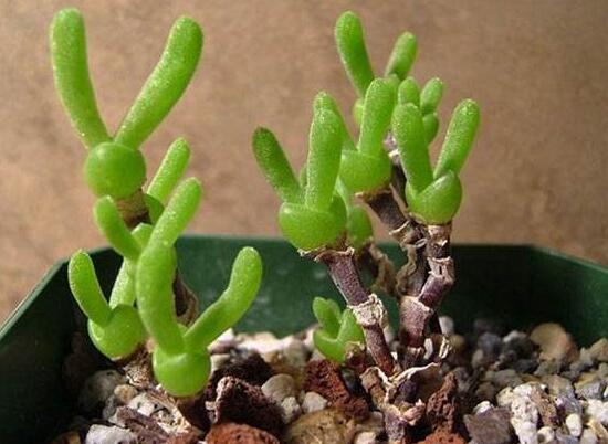 多肉碧光環(huán)種子種植，老農(nóng)總結(jié)最簡(jiǎn)單易學(xué)六點(diǎn)基本步驟