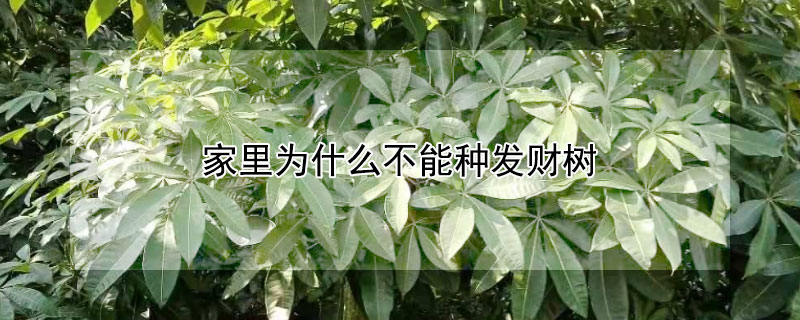 家里為什么不能種發(fā)財(cái)樹