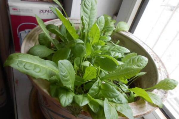 蒲公英什么時候種植，春秋季節(jié)種植成活率最高