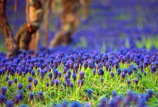 風(fēng)信子花代表什么意思，代表著永遠(yuǎn)的懷念、重生的愛(ài)