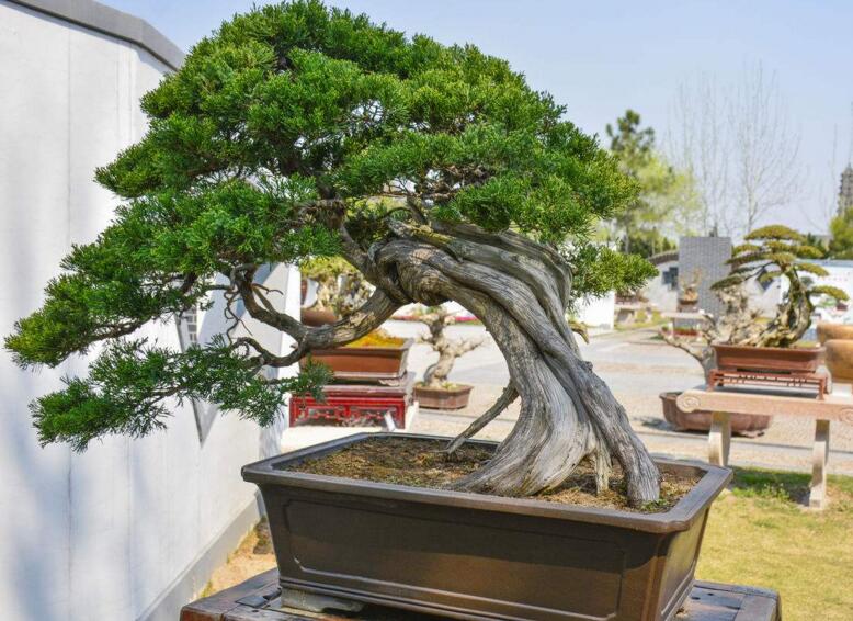 羅漢松最佳修剪時(shí)間，常年都可以進(jìn)行修剪