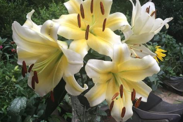 水養(yǎng)百合蔫了能恢復嗎