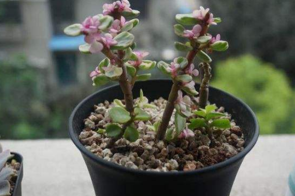 雅樂之舞怎么養(yǎng)成粉色，掌握以下要點是關鍵