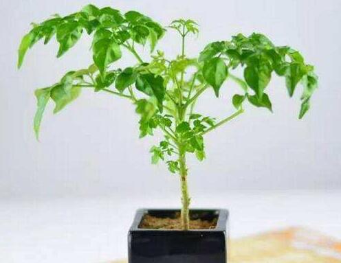 幸福樹的葉子全蔫了，從4個方面解決出現的問題