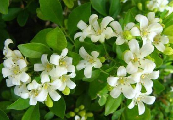 九里香花語是什么，九里香花的寓意象征愛情