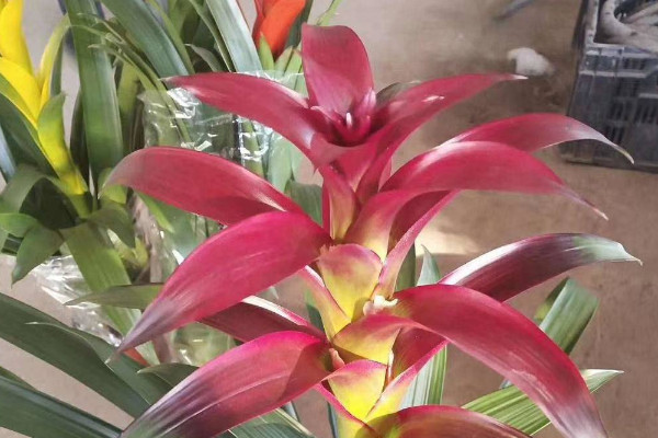 鴻運當(dāng)頭花不紅怎么辦