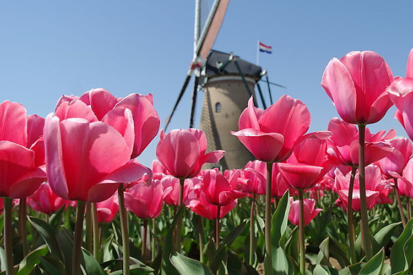 郁金香會(huì)不會(huì)越長(zhǎng)越多