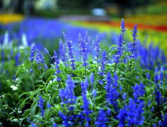 薰衣草有什么功效，舒緩修護(hù)、改善心肌、安撫神經(jīng)