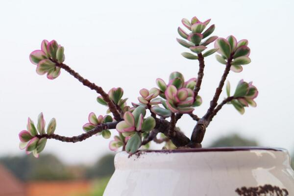 雅樂之舞夏季怎么養(yǎng)，夏季養(yǎng)殖5大要點(diǎn)