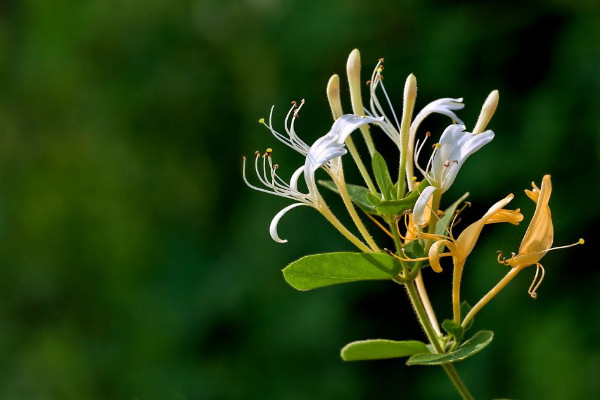 斷腸草和金銀花的區(qū)別，形態(tài)/觸感/花朵/功效不同