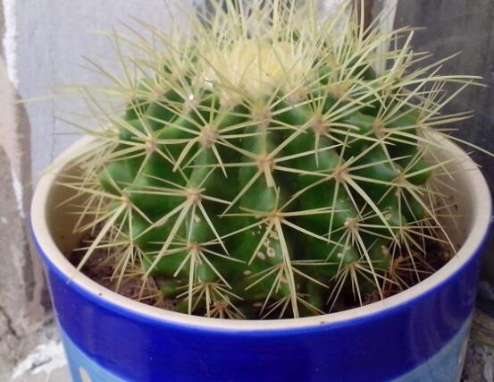 仙人球的寓意，寓意著外表堅強而內(nèi)心柔軟