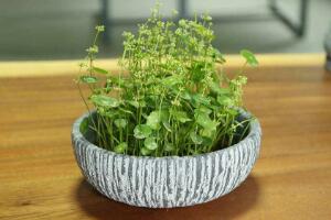 銅錢草什么時候開花，銅錢草花期多長時間（四個月）