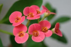 虎刺梅的扦插時(shí)間