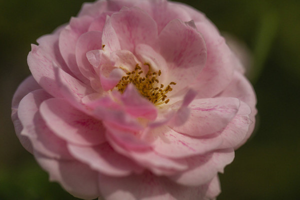 爬藤薔薇花怎樣過(guò)冬