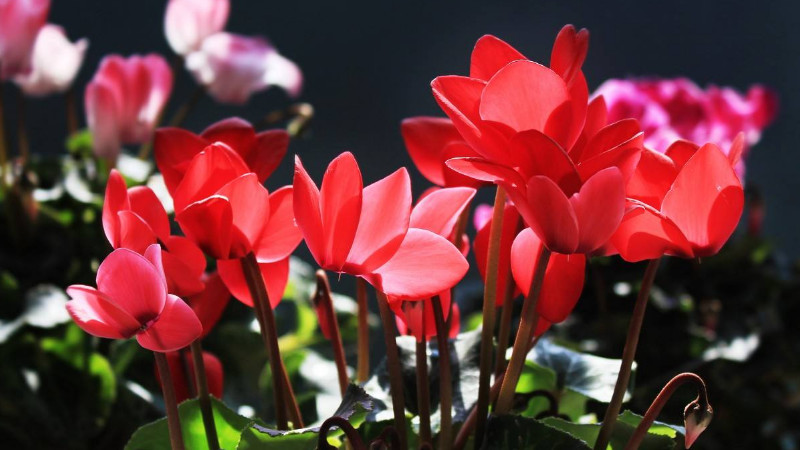 仙客來(lái)有毒嗎