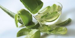 可食用的蘆薈品種大全，3種蘆薈可供食用