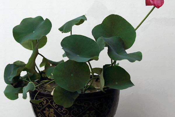 荷花盆栽換盆注意事項(xiàng)