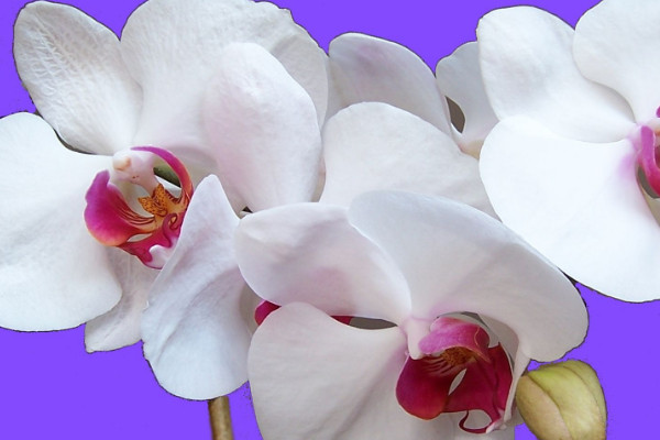 蝴蝶蘭水養(yǎng)能開花嗎