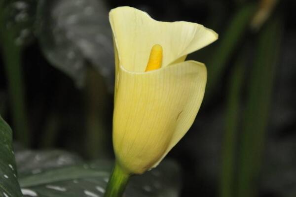 白色馬蹄蓮花語是什么，忠貞不渝、永結(jié)同心