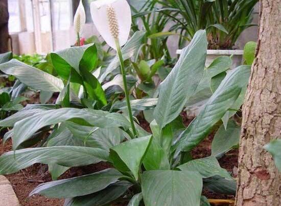 一帆風(fēng)順用什么水澆，澆池塘水、淘米水生長(zhǎng)最快