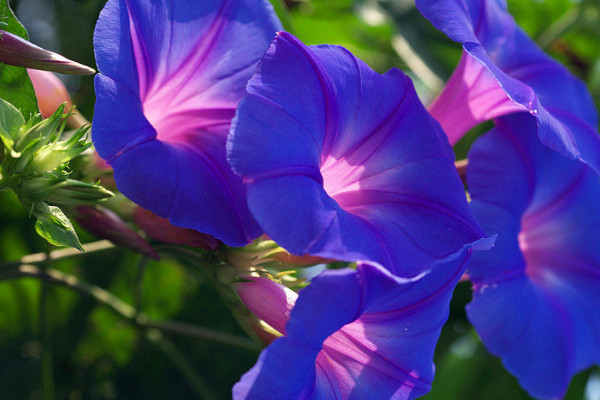 牽?；ǘ煸谑覂?nèi)種可行嗎