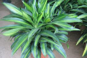 粉黛萬年青好養(yǎng)嗎，粉黛萬年青的養(yǎng)殖方法和注意事項