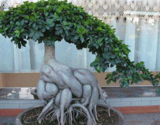 榕樹(shù)葉子發(fā)黑怎么辦，教你四種原因以及解決方法