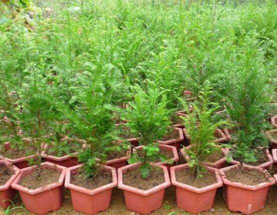 紅豆杉施什么肥好，紅豆杉施氮、磷、鉀肥最好