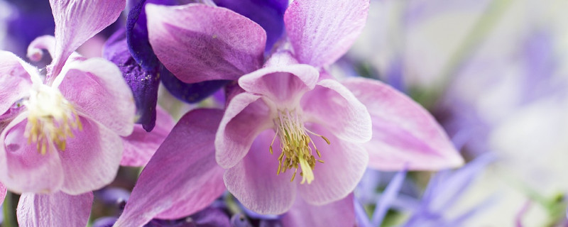 紫羅蘭徒長(zhǎng)怎么辦