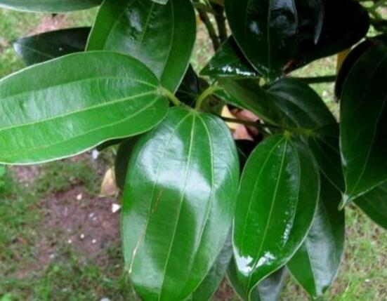 平安樹的花語(yǔ)，祈求平安、闔家幸福、萬(wàn)事如意