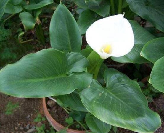 送馬蹄蓮花代表什么，不同顏色不同寓意(最深的祝福)