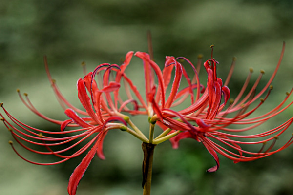 彼岸花澆水注意事項(xiàng)