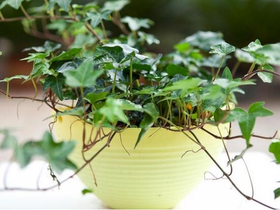 常春藤葉片干枯怎么救，老農(nóng)總結(jié)三種最有效解決辦法