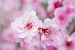 桃花的栽培方法，栽培后的養(yǎng)護(hù)非常關(guān)鍵