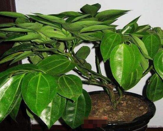 平安樹為什么不發(fā)新芽，三種原因以及解決方法