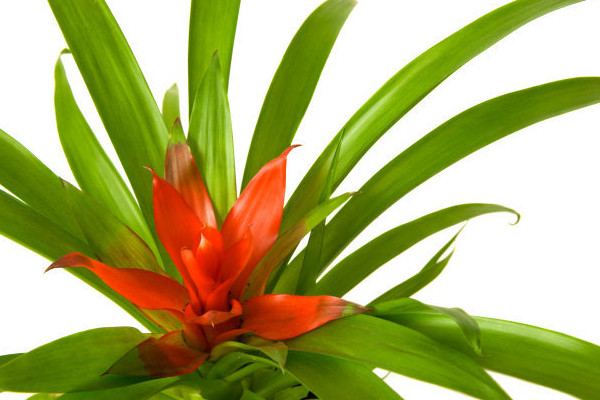 家里養(yǎng)鴻運當頭有毒嗎