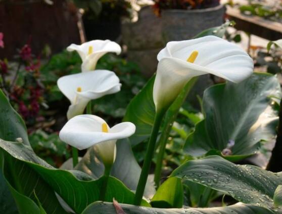 馬蹄蓮的養(yǎng)殖方法圖解，老農(nóng)總結(jié)六點(diǎn)最實(shí)用的基本方法