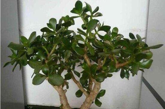 燕子掌怎么修剪，春季最佳/剪除枝條枝葉(瘦病枯)