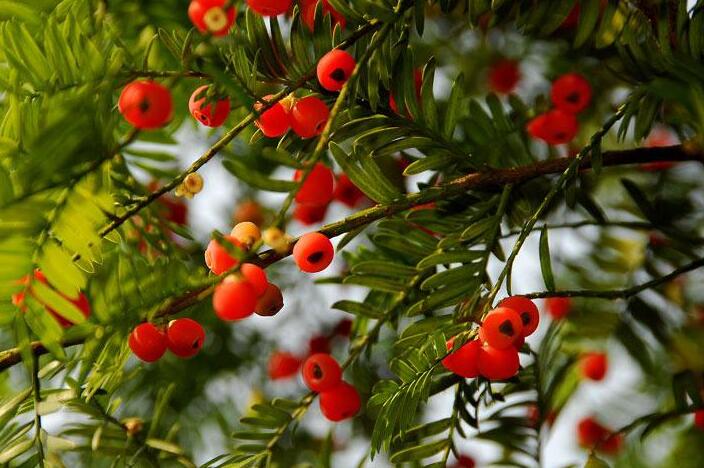 家里紅豆杉的風(fēng)水禁忌，五行多木的人不適合養(yǎng)殖