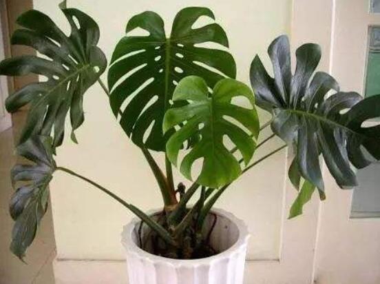 小龜背竹有毒嗎，毒性較輕/避免接觸汁液即可