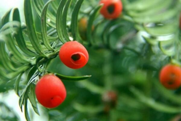 紅豆杉圖片，特征、種類以及用途介紹