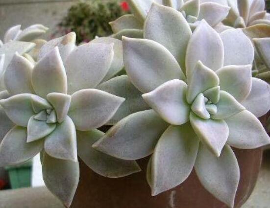 寶石花應該怎么養(yǎng)，只要全面掌握五個要點生長無憂