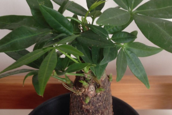 發(fā)財(cái)樹老樁怎么發(fā)新芽