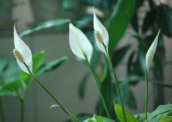 一帆風(fēng)順葉子下垂，四種原因以及解決辦法