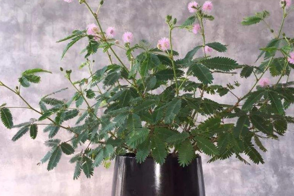 含羞草能在臥室養(yǎng)嗎