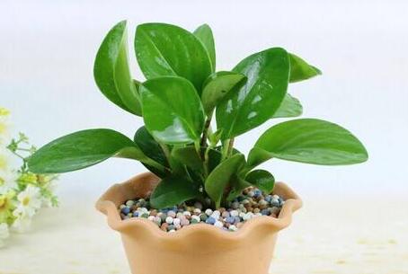 紫葉碧玉怎么養(yǎng)，土壤的選擇很關鍵