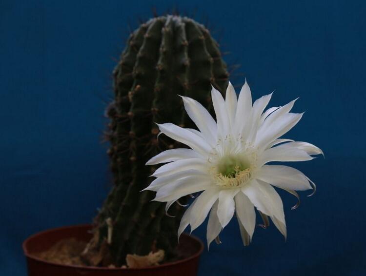 仙人掌幾年開次花，養(yǎng)護恰當?shù)脑捒梢悦磕觊_花