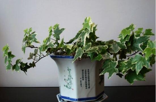 常春藤怎么扦插，做好六大要點(diǎn)存活率百分百