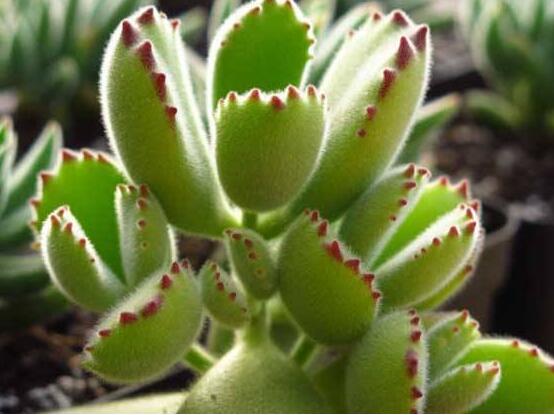 熊童子有毒嗎，無毒/驅除蚊蟲、美化環(huán)境